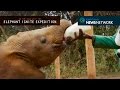 Fostering Kenya’s orphaned baby elephants