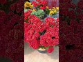 pruning and add fertilizer to kalanchoe flower growth up so beautiful kalanchoe plants shorts