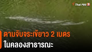 ตามจับจระเข้ยาว 2 เมตร ในคลองสาธารณะ จ.พระนครศรีอยุธยา | วันใหม่ไทยพีบีเอส | 23 ส.ค. 65