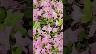 ツツジの花「陽明錦」／AZALEA FLOWER \