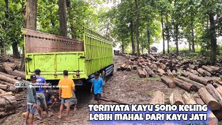 Realita Tempat Penampungan Kayu Pasar Sore Di Pedalaman Hutan Temengeng Blora Inilah Harga Jatinya