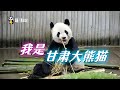 甘肃熊猫故事：专出大种公？林楠哈兰阳阳生了无数甘肃熊猫娃