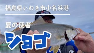 太刀魚惨敗からのカンパチ（ショゴ）ゲット　2021年8月　福島県いわき市小名浜港