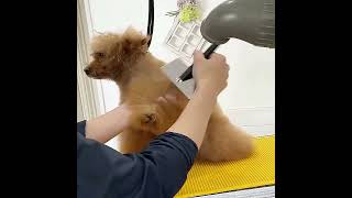 Mastering Dog Drying Techniques! Quick \u0026 Gentle Grooming Tips 🐩