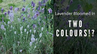 Why did my Lavender Change Colour | Two Toned Lavender Plant