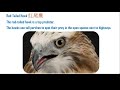 认识鸟类12 red tailed hawk 红尾鹰