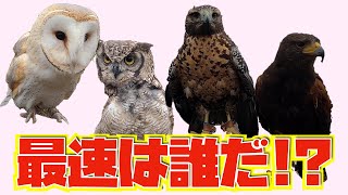 フクロウ達がかけっこしてみたら迫力がすごかった！一番早かったのは・・・？ Owls tried to compete