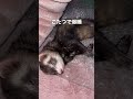 こたつで爆睡のあんまん。 フェレット