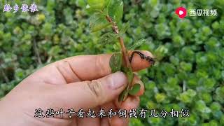 “圆叶节节菜”了解吗？喜欢长在水田边，既是猪饲料也是草药。