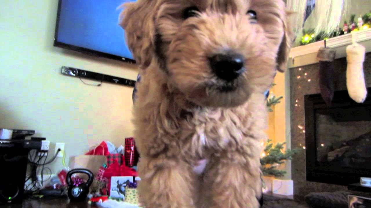 Puppy Dog Vlog Youtube