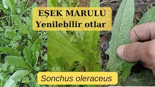 Eşek marulu, Kundrul, Kuzu gevreği, Kuzukürkü, Süt otu, Sonchus sp.