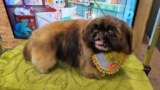 Mom, do you love me? This serious Pekingese dog is Adorable!!!