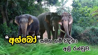 අග්බෝ සමග ගම් වදින අලි රංචුවක් ගම්මුන්ගේ වගාවන් විනාෂ කරයි.SithumNimsara@#Agbo#elephant