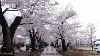 울주언양 #작천정 #벚꽃길#2(Cherry Blossom Road in Jakcheonjeong,Eonyang,Ulsan,蔚州彦阳 酌川亭 樱花路)