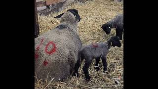 Clumsy Ewes Can Be Dangerous