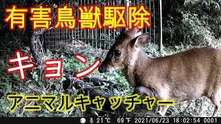 『有害鳥獣駆除』　キョン箱罠捕獲　トレイルカメラ　アニマルキャッチャー特大サイズ