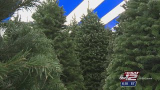 Fresh Christmas trees as popular as ever