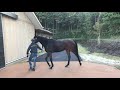 ＰＯＧ　２０２０～２０２１　指名馬ピックアップ　この中にダービー馬はいるのか？【一口馬主】