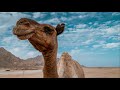 which country has the most wild camels – you will be shocked