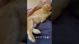 お昼寝子うさぎ🐰💞　#shorts #Rabbit #うさぎ