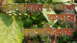 টবে ক্যাপসিকাম চাষের সহজ পদ্ধতি | Capsicum / Bell pepper plant care.