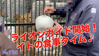 No190　ライオンガイド開始！円山動物園のイトの愛嬌たっぷりの食事シーン！　#円山動物園 　イトとパーチェの日常