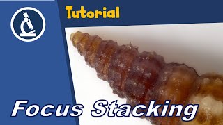 🔬 Quick Focus stacking (image stacking) tutorial for micrographs