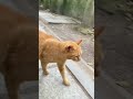 【伏見稲荷】甘えてゴロンしてくれる茶トラ猫ランガー　a cat that rolls over