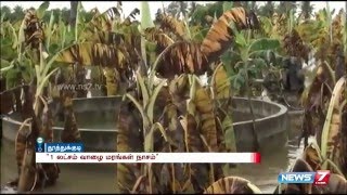 Thoothukudi farmers urges govt to provide compensation for damages corps | News7 Tamil