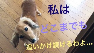 ミニチュアダックスフンド 父さんを追いかけ回すモモさん(≧∀≦)