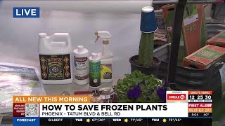 Dave The Garden Guy gives tips to protect plants from frost