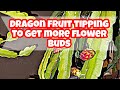 TIPPING Dragon Fruit to get MORE Flower Buds! Dragonfruit Tips and Tricks EP 4