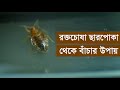 রক্তচোষা ছারপোকা থেকে বাঁচার উপায় ।। Daily Notun Somoy ।।