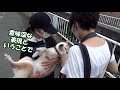 甲斐犬ハルヱと柴犬エミーの川沿い暮らし＝！【 03】