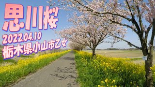 【VLOG】《思川桜》散歩 栃木県小山市乙女 2022.04.10