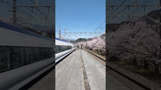 JR東日本本社駅新宿駅を出発し、甲府駅を目指して、さくら🌸の壁？がある駅勝沼ぶどう郷駅を通り過ぎていく中央本線特急かいじ11号