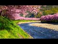 4k Cherry Blossom River Landscape. River Sounds, Flowing Water, White Noise for Sleep, 10 hours.