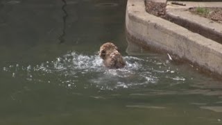 Aww! Baby lions pass their swimming test at Washington zoo