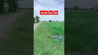 #เพลงดังในtiktok #ถอดใจบ่ใด#สมหมายใหญ่ไหทองคำ #เพลงดัง2024 #เพลงดัง