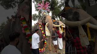 ഈ ആന ഏതാണെന്ന് മനസിലായോ?  #elephant  #aana #utsavam