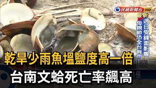 乾旱少雨魚塭鹽度升高 台南文蛤死亡率飆－民視台語新聞