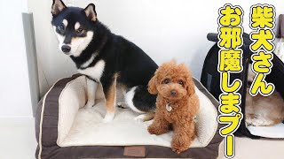 柴犬さん、お邪魔しまプー　🐶ひみつきちなう！②🐶 柴犬 トイプードル 2022年10月22日