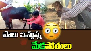 Male Goats Gives Milk in Rearing Center | Burhanpur | MadhyaPradesh | పాలు ఇస్తున్న మగ మేకలు