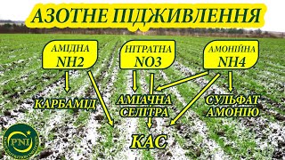 Весняне підживлення озимих азотом 2022: ВИБІР ДОБРИВ (карбамід, селітра, КАС, сульфат амонію)