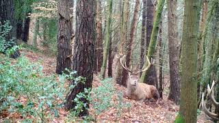 Huge Red Deer Stags Up Close!! Zrzuty 2021