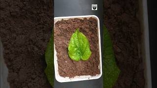 How to grow betel leaf plant from single leaf _ வெற்றிலை செடி #shorts #short #shortvideo