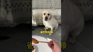 What is the dog doing? He always eats what he has left. The dog's thoughts are written on his fa