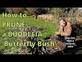 How to Prune a Buddleia, Butterfly Bush