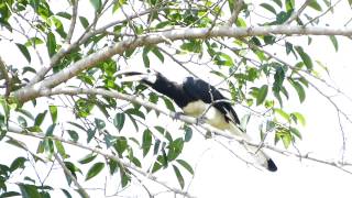 Oriental Pied Hornbill female calling