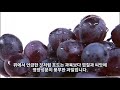 포도의 효능과 먹는 방법 세척 방법 맛있는 포도 고르는 방법까지 포도에 대한 모든 것